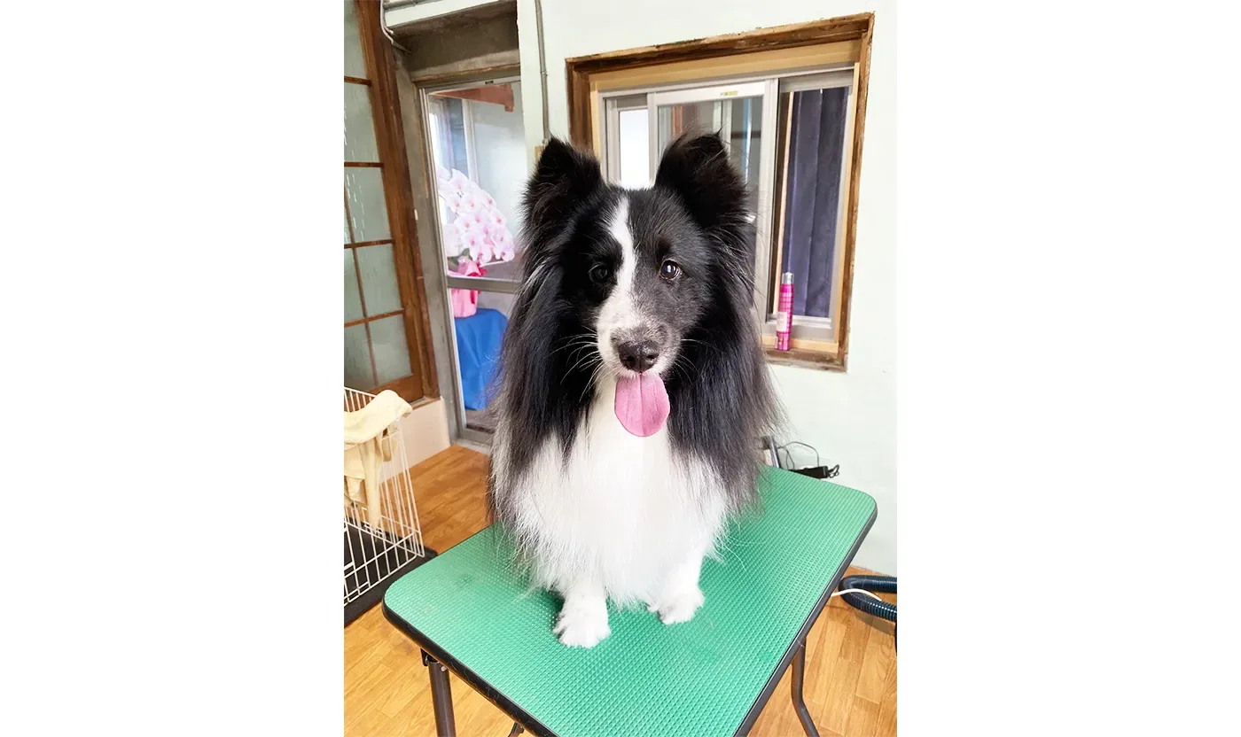 dogsalonみるみる